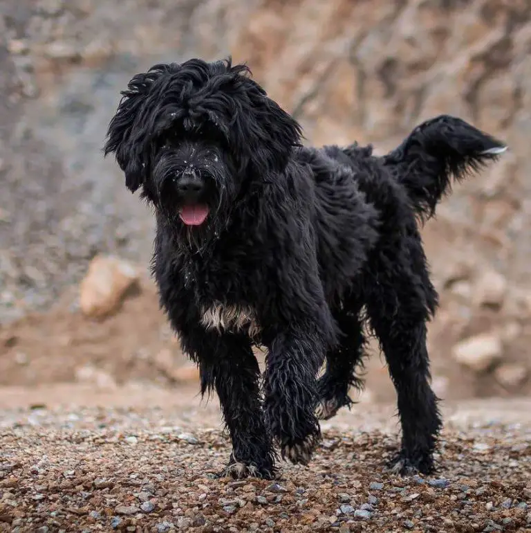 10 Fun Facts About Portuguese Water Dogs
