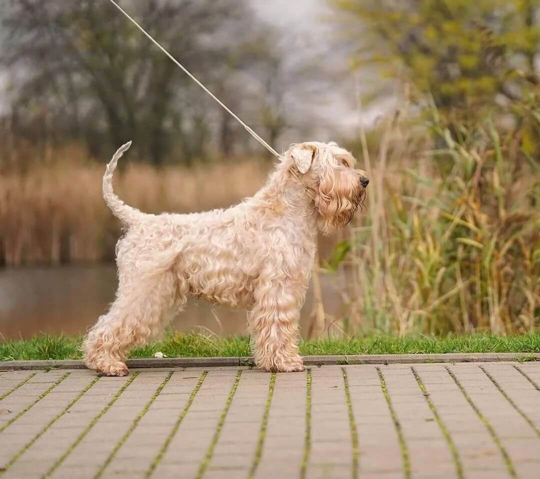10 Fun Facts About Soft Coated Wheaten Terriers