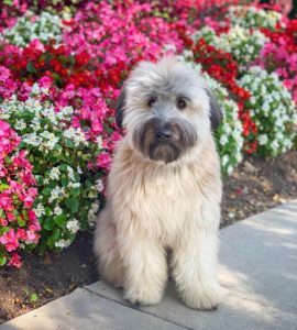 10 Fun Facts About Soft Coated Wheaten Terriers - ilovedogscute.com