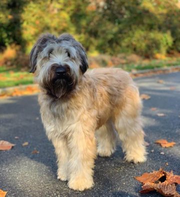 10 Fun Facts About Soft Coated Wheaten Terriers - ilovedogscute.com
