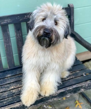 10 Fun Facts About Soft Coated Wheaten Terriers - ilovedogscute.com