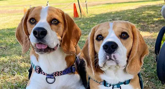 How Often Should My Dog Be Pooping? A Guide to Normal Bowel Movements ...
