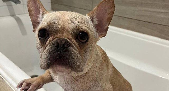 How Often Should You Bathe Your Dog? A Comprehensive Guide ...