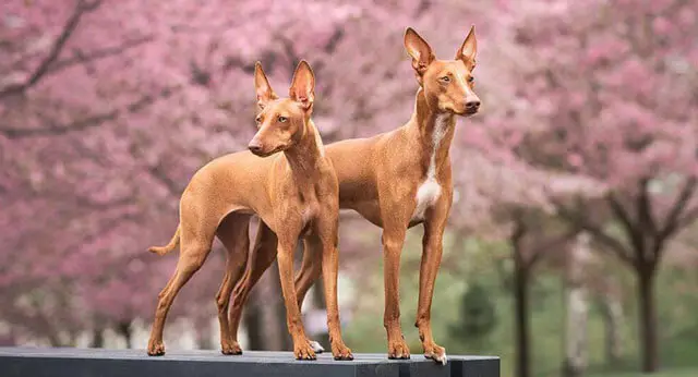 View of Howling in Dogs: Understanding the Behavior and How to Manage It for a ...