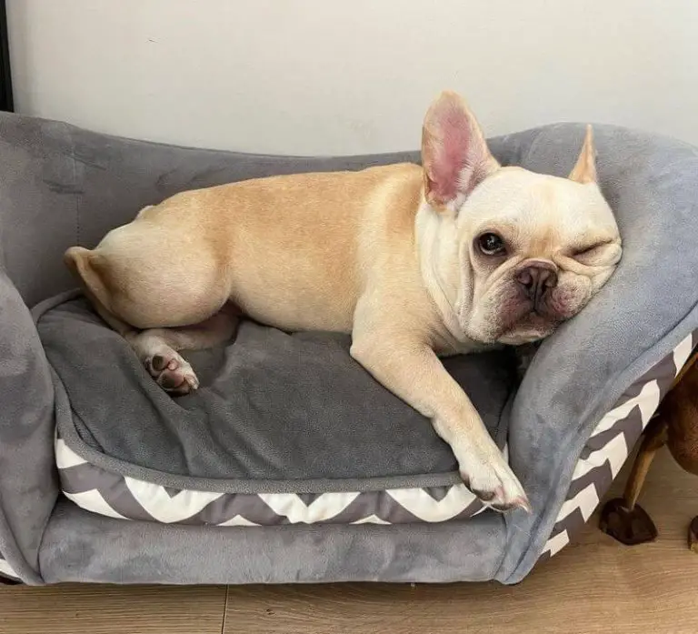 Lethargy in Dogs What You Need to Know