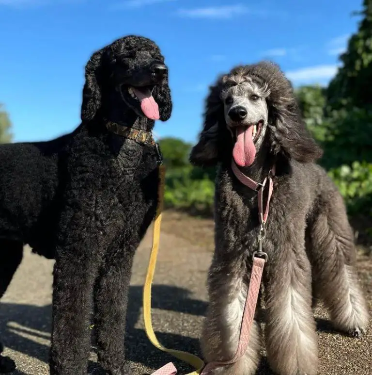 Lyme Disease in Dogs Causes, Symptoms, and Prevention