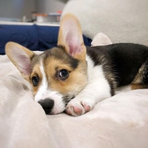 The 15 Most Loved Dog Breeds In The World In 2023 - ilovedogscute.com