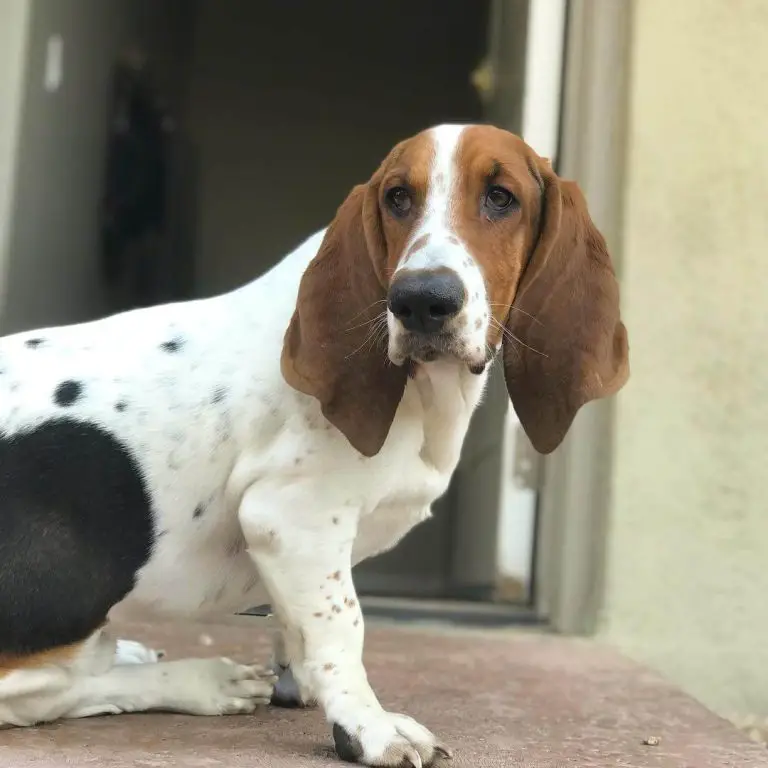 The 15 Most Popular Hound Dog Breeds