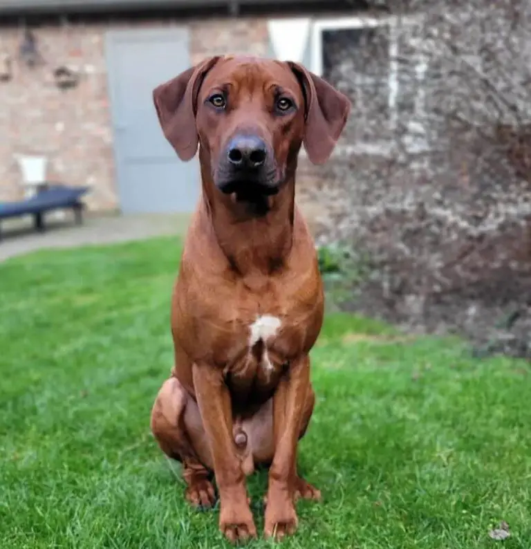 The 15 Most Popular Hound Dog Breeds - ilovedogscute.com