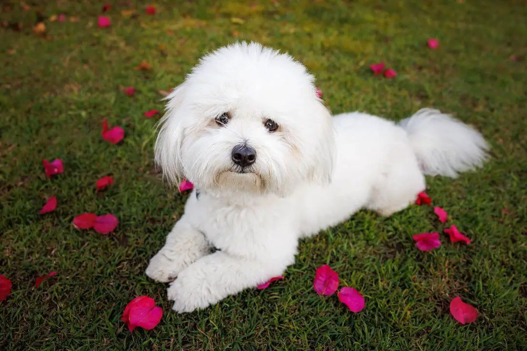 The Ultimate Guide to Flea Pills for Dogs Types, Benefits, and Safety