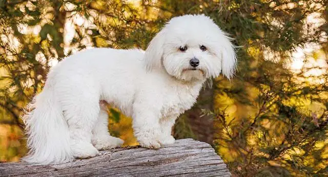 Top 15 Dog Breeds With The Longest Lifespan Ilovedogscute Top 15 Dog Breeds With The Longest Lifespan Ilovedogscute