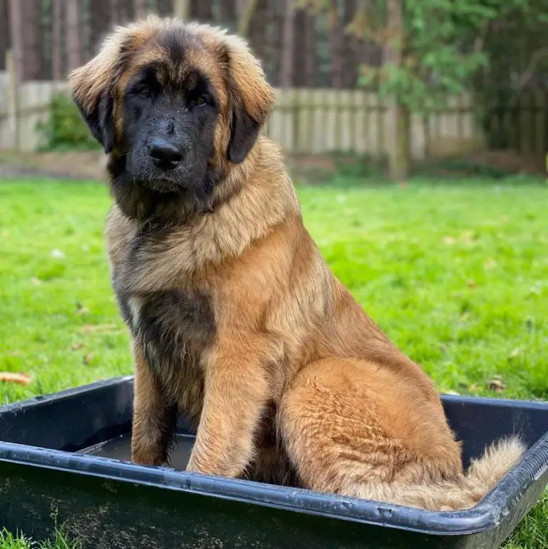 Top 15 Most Popular Gentle Giant Dog Breeds