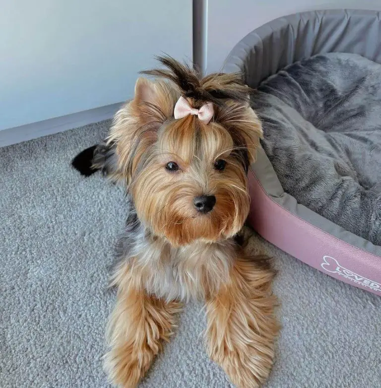 Top 15 Most Popular Small Dog Breeds