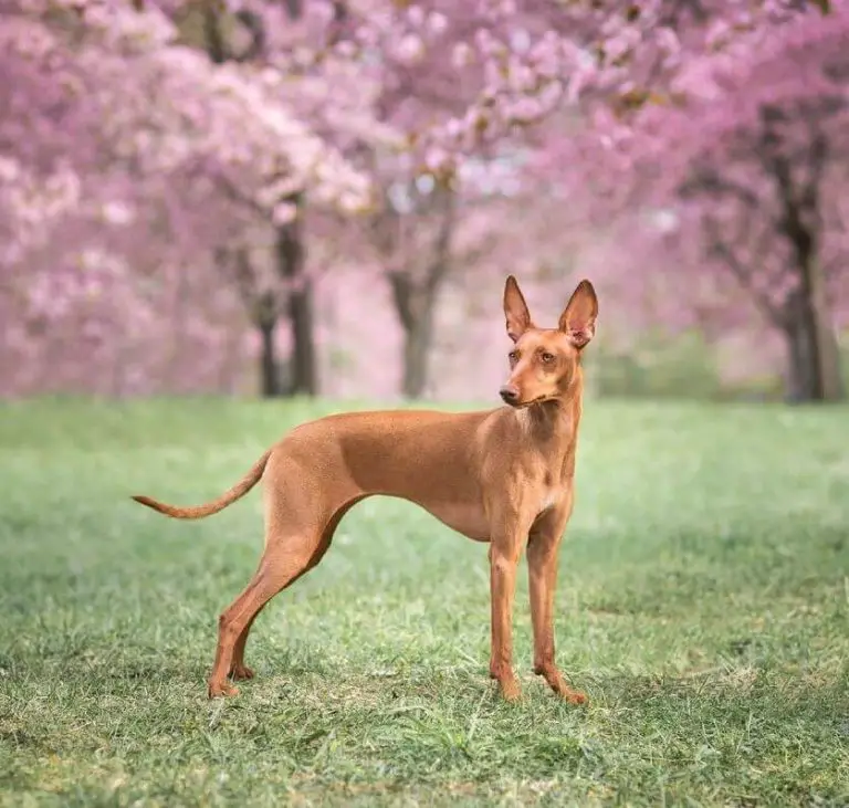 What to Do If a Snake Bites Your Dog A Comprehensive Guide