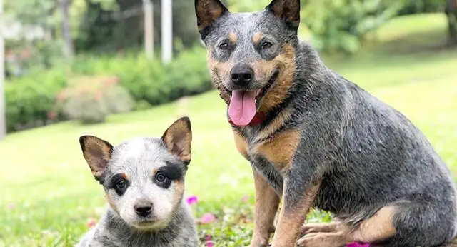 10 Fun Facts About Australian Cattle Dogs - ilovedogscute.com