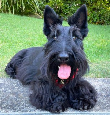 Avoid a Sticky Situation: How to Get Sap Out of Dog Fur - ilovedogscute.com