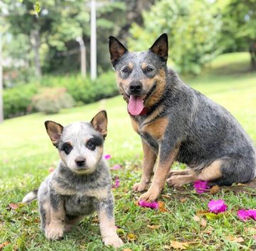 10 Fun Facts About Australian Cattle Dogs - ilovedogscute.com