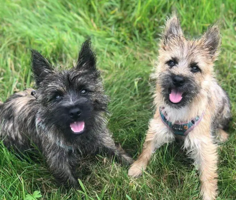 10 Fun Facts About Cairn Terriers