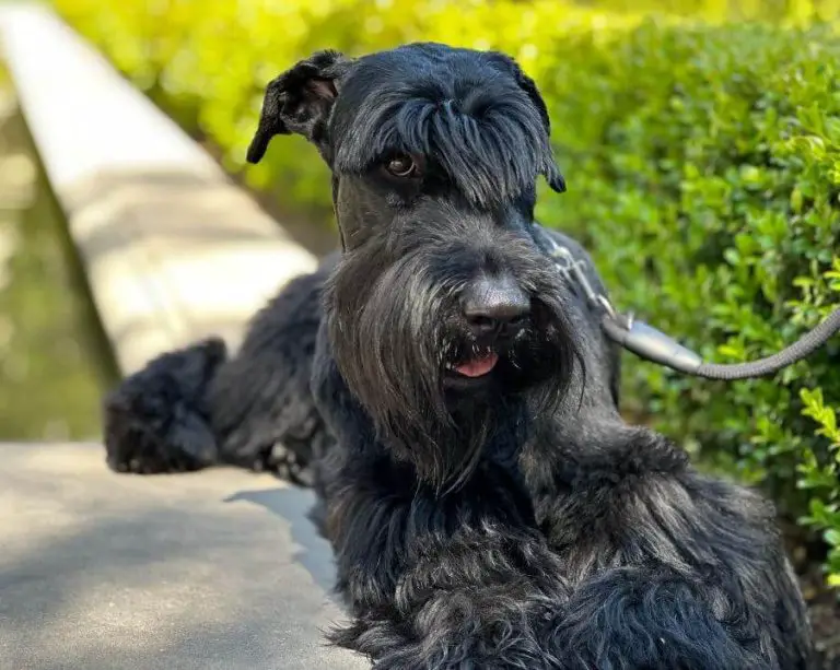 10 Fun Facts About Giant Schnauzers