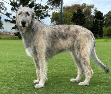 10 Fun Facts About Irish Wolfhounds - ilovedogscute.com