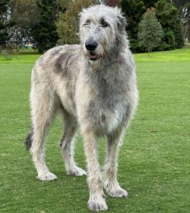 10 Fun Facts About Irish Wolfhounds - ilovedogscute.com