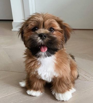 10 Fun Facts About Lhasa Apsos - ilovedogscute.com