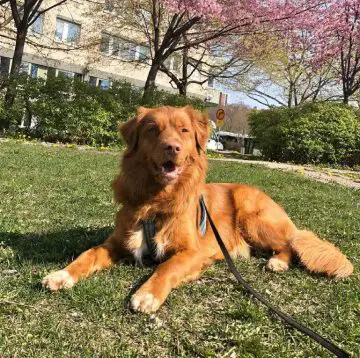 10 Fun Facts About Nova Scotia Duck Tolling Retrievers - ilovedogscute.com