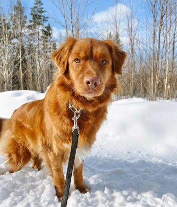 10 Fun Facts About Nova Scotia Duck Tolling Retrievers - ilovedogscute.com