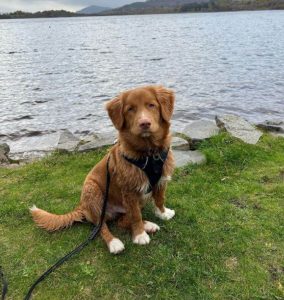 10 Fun Facts About Nova Scotia Duck Tolling Retrievers - ilovedogscute.com