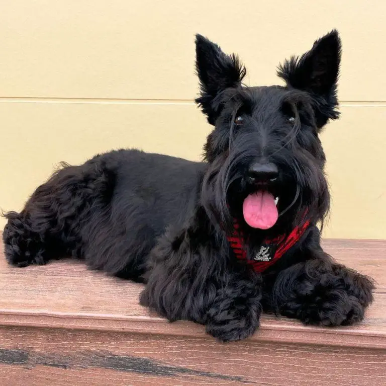 10 Fun Facts About Scottish Terriers - ilovedogscute.com