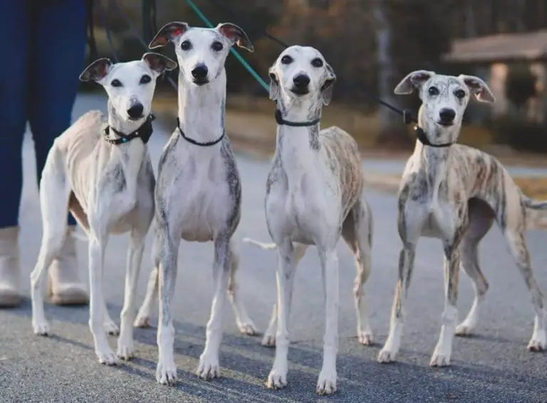 10 Fun Facts About Whippets
