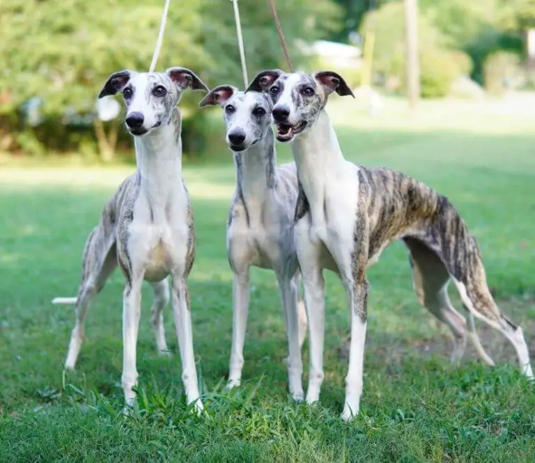 10 Fun Facts About Whippets - ilovedogscute.com