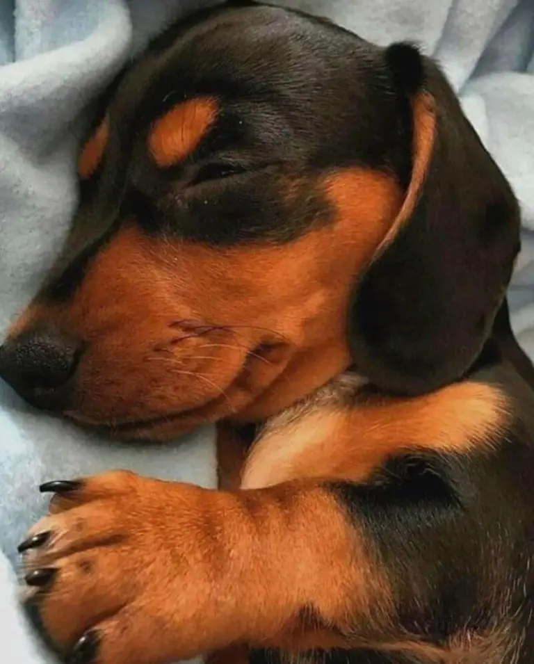 15 Adorable Pictures Of Sleeping Dachshunds