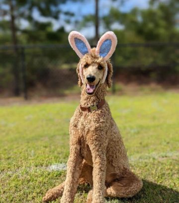 View of Soy in Dog Food: What You Need to Know - ilovedogscute.com