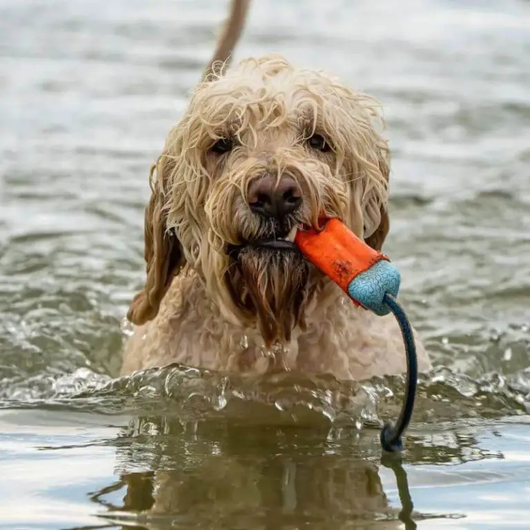 Top 15 Dog Breeds That Love to Swim