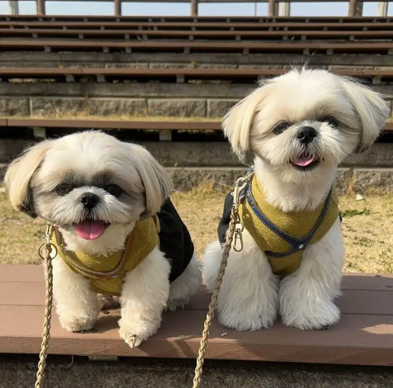 Understanding Why Your Dog's Fur Turns Pink or Brown