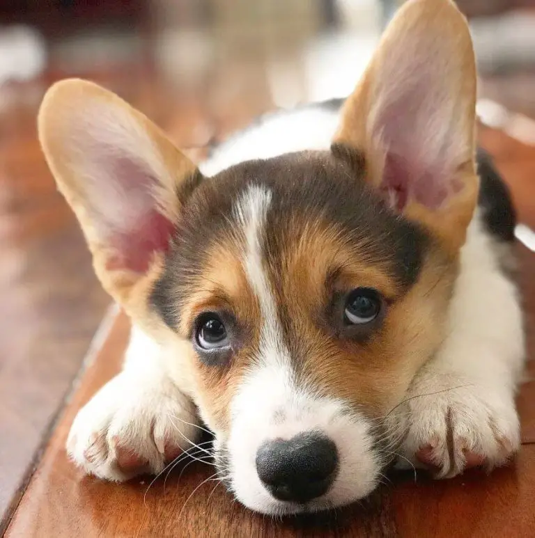 what-is-cute-aggression-and-how-to-deal-with-it-ilovedogscute