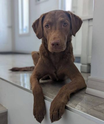 What to Do if Your Dog Eats Chocolate: Symptoms, Treatment, and ... - Older Dog Chocolate Attack Warning Symptoms
