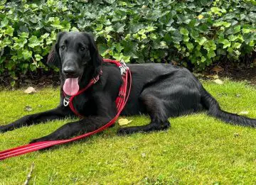 Why Does My Dog Lick My Feet? Understanding This Common Behavior