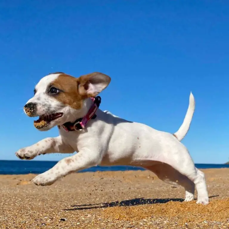 Why Is My Dog Limping? Understanding Causes and Treatment Options