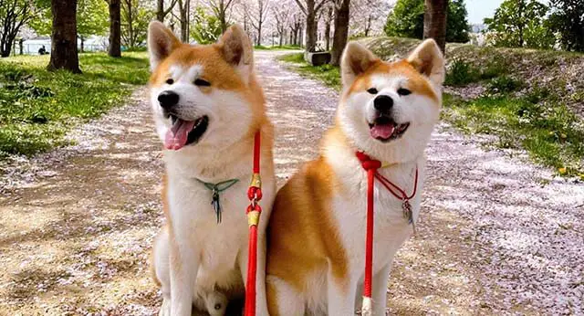 10 Fun Facts About Akitas - ilovedogscute.com