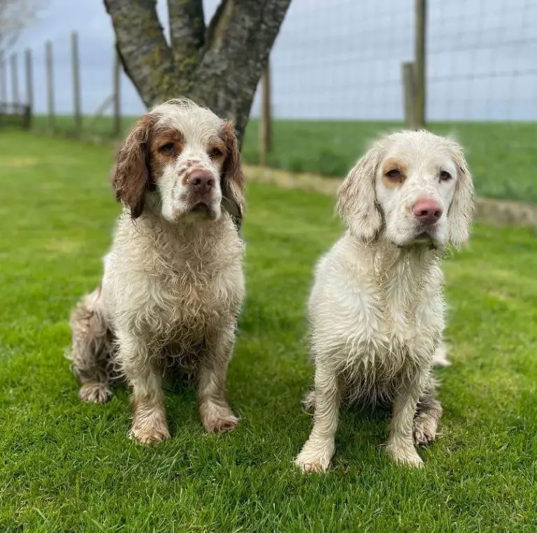 10 Fun Facts About Clumber Spaniels - ilovedogscute.com