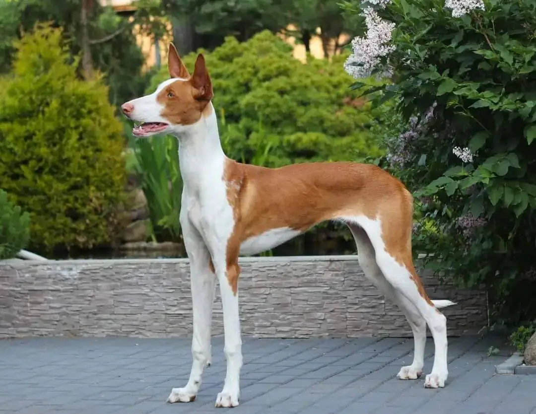 10 Fun Facts About Ibizan Hounds Ilovedogscute
