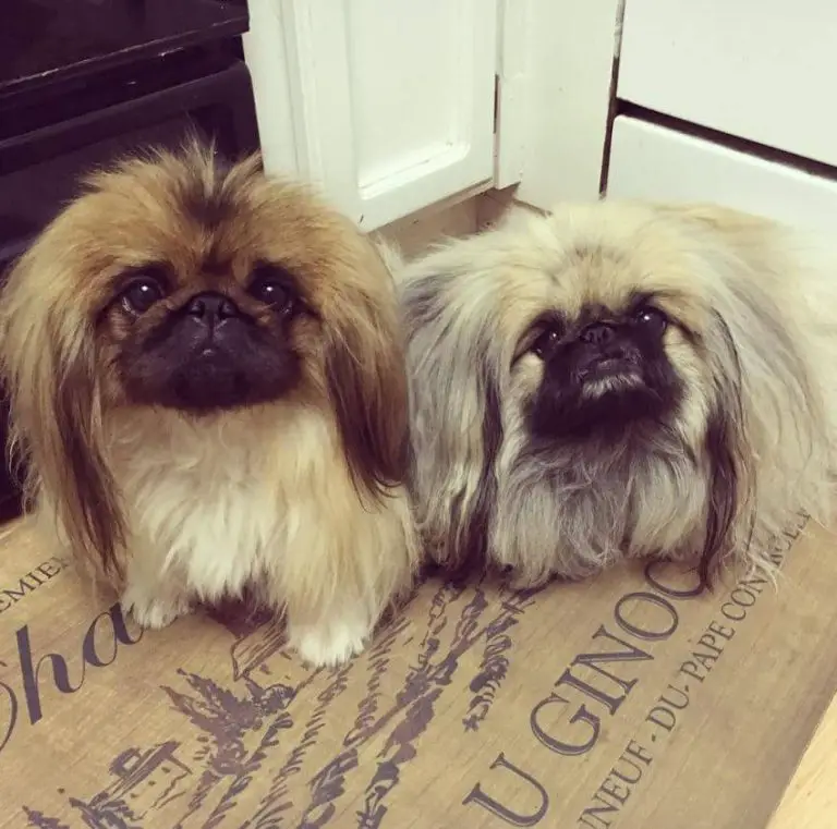 10 Fun Facts About Pekingese - Ilovedogscute.com