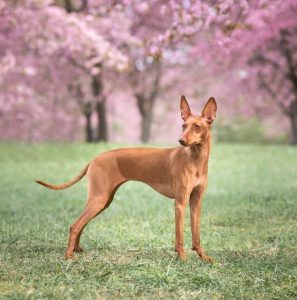 10 Fun Facts About Pharaoh Hounds - ilovedogscute.com