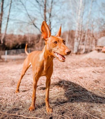 10 Fun Facts About Pharaoh Hounds - ilovedogscute.com