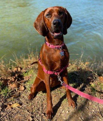 FUN FACTS ABOUT COONHOUNDS visual data 4