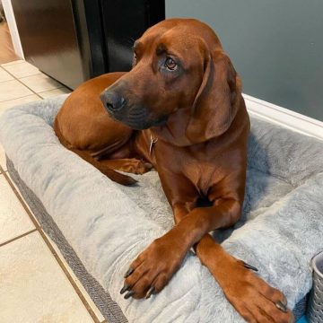 FUN FACTS ABOUT COONHOUNDS visual data 5