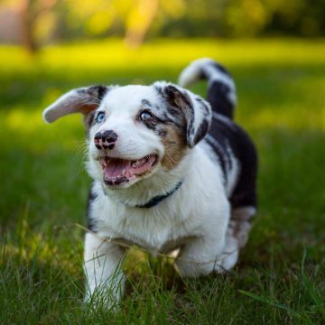 How to Potty Train Puppies: A Comprehensive Guide for Success