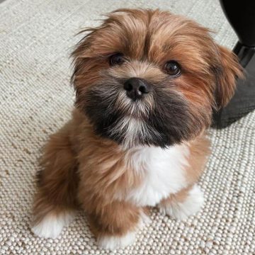 How to Potty Train Puppies: A Comprehensive Guide for Success